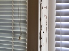 Window termites