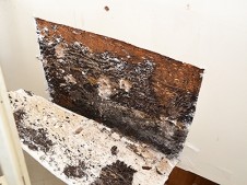 Termites inside wall 